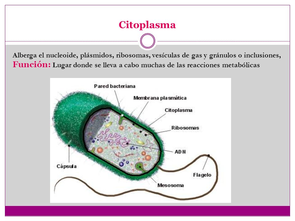 Vesiculas de gas funcion